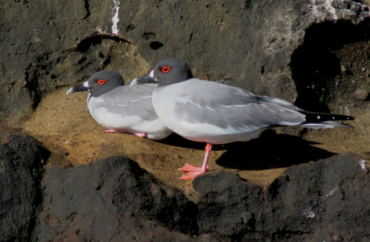 Mouette à queue fourchue - ML652556945