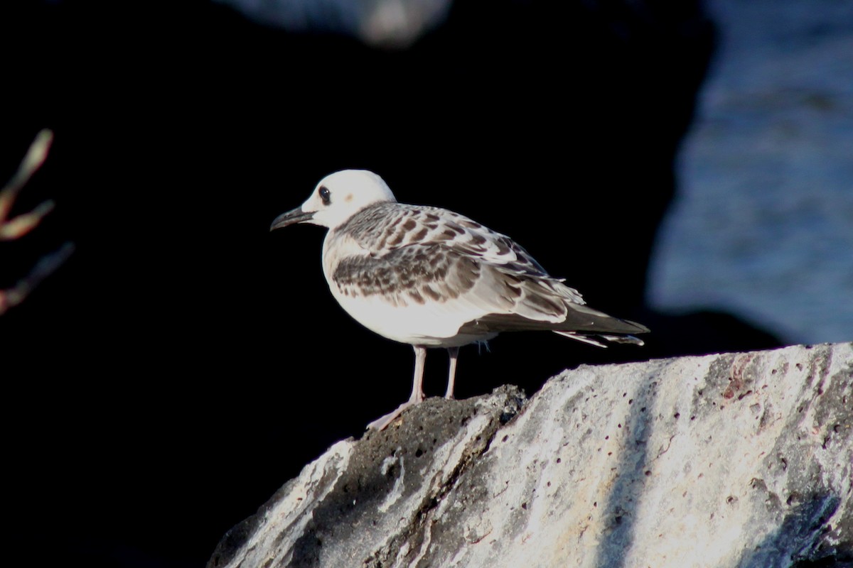 Mouette à queue fourchue - ML652556976