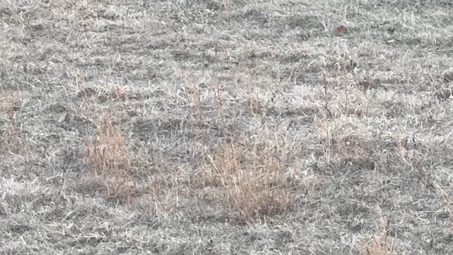 Northern Mockingbird - ML652556990