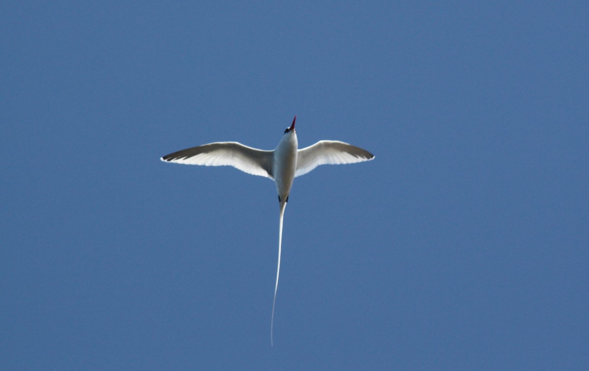 Phaéton à bec rouge - ML652557022