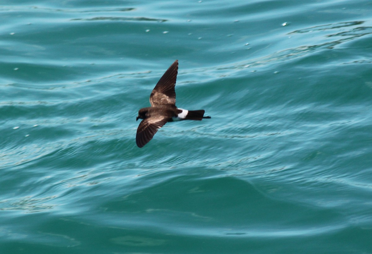 Océanite d'Elliot - ML652557064