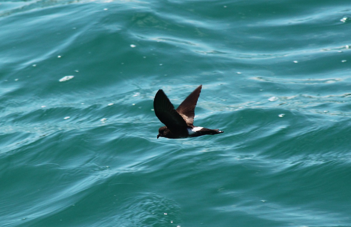 Océanite d'Elliot - ML652557094