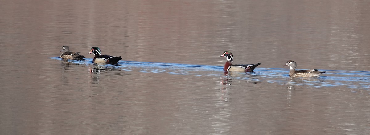 brudeand - ML652557101