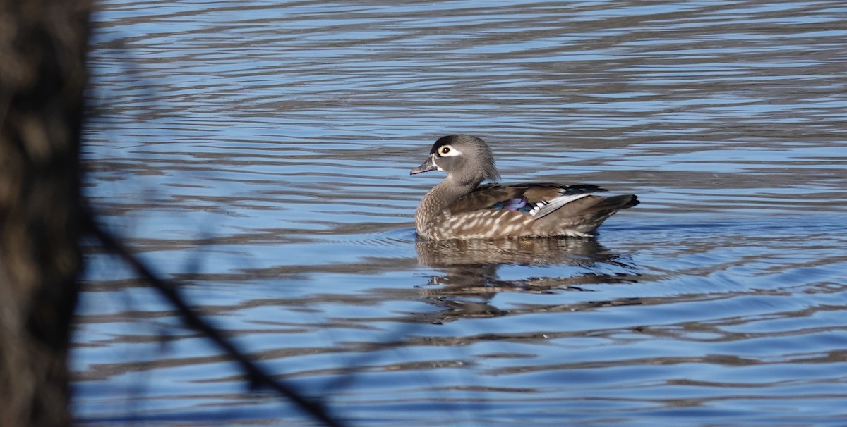 brudeand - ML652557107