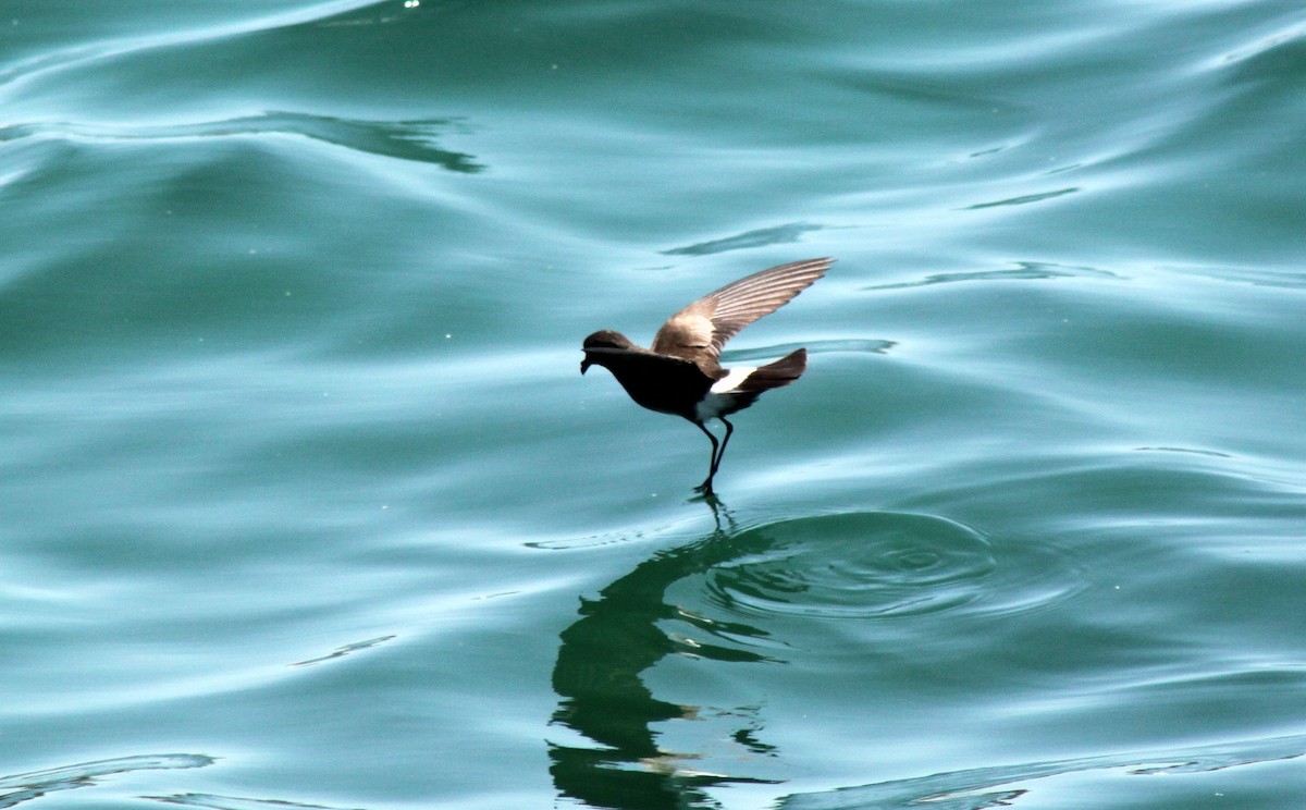 Océanite d'Elliot - ML652557122