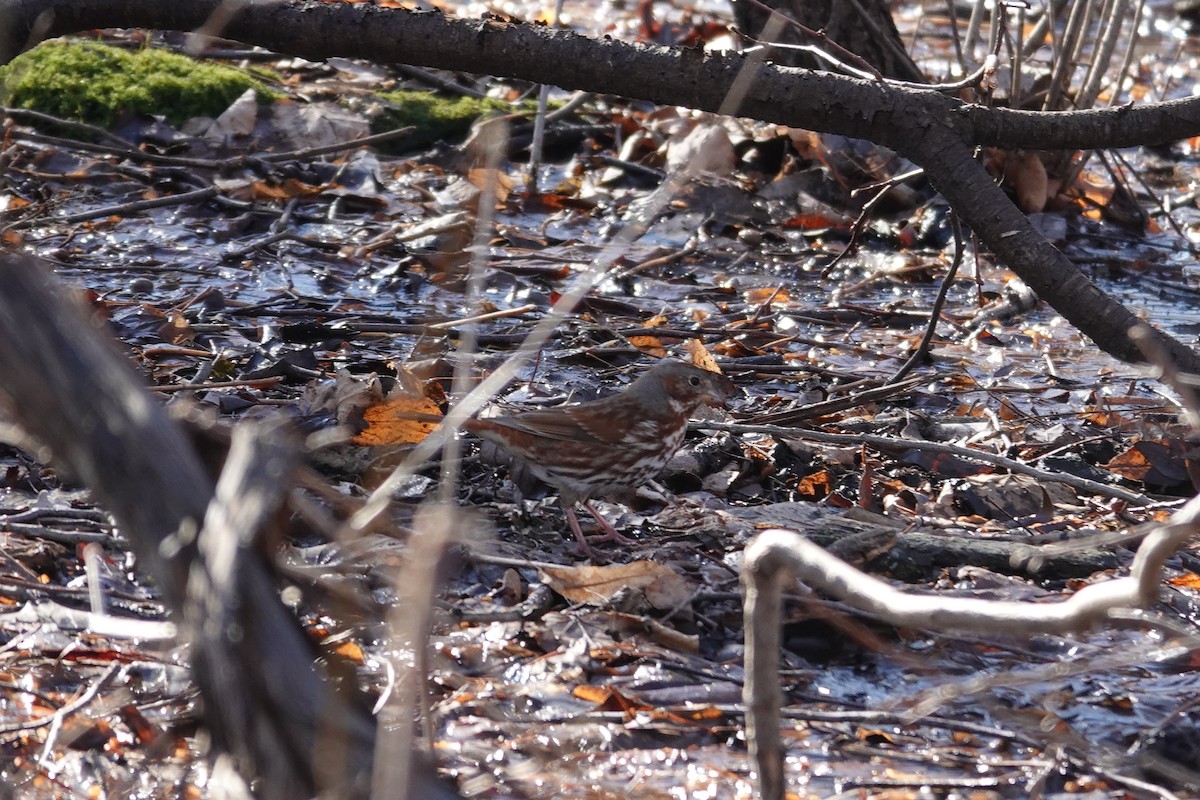 revespurv - ML652557125