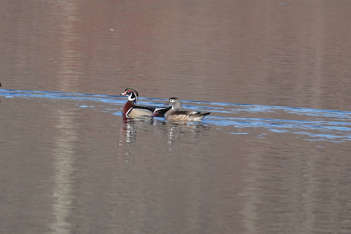 brudeand - ML652557138