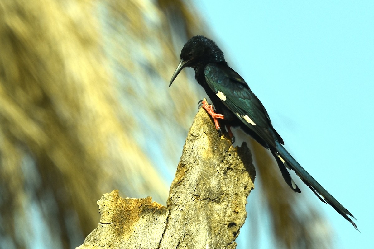 Green Woodhoopoe - ML652557139