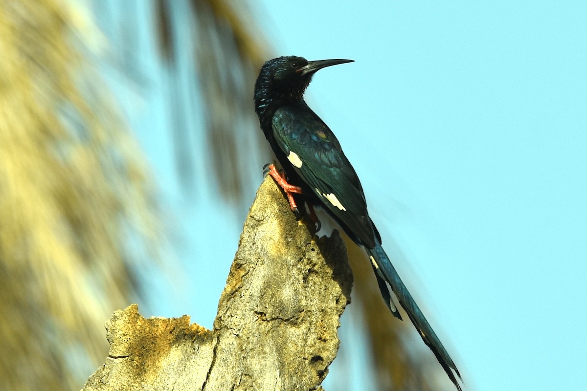 Green Woodhoopoe - ML652557152