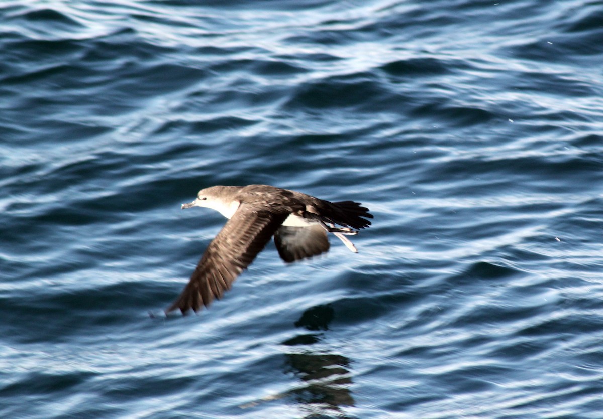 Puffin des Galapagos - ML652557153