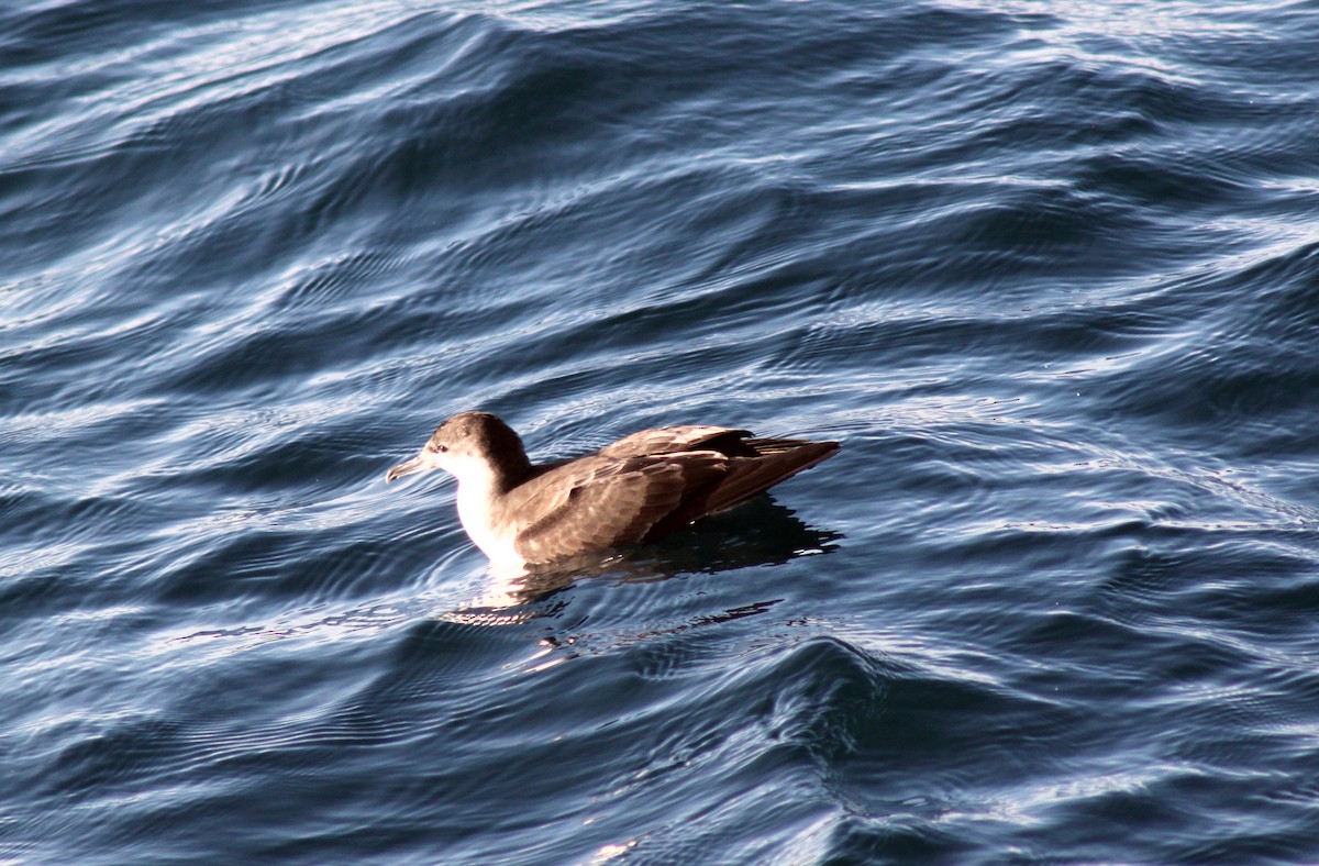Puffin des Galapagos - ML652557166