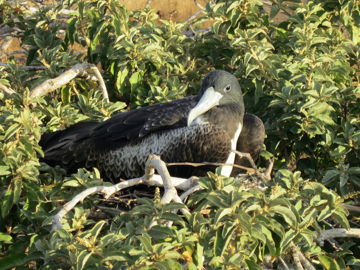 Frégate superbe - ML652557185