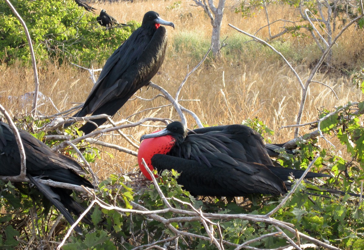 Frégate superbe - ML652557200