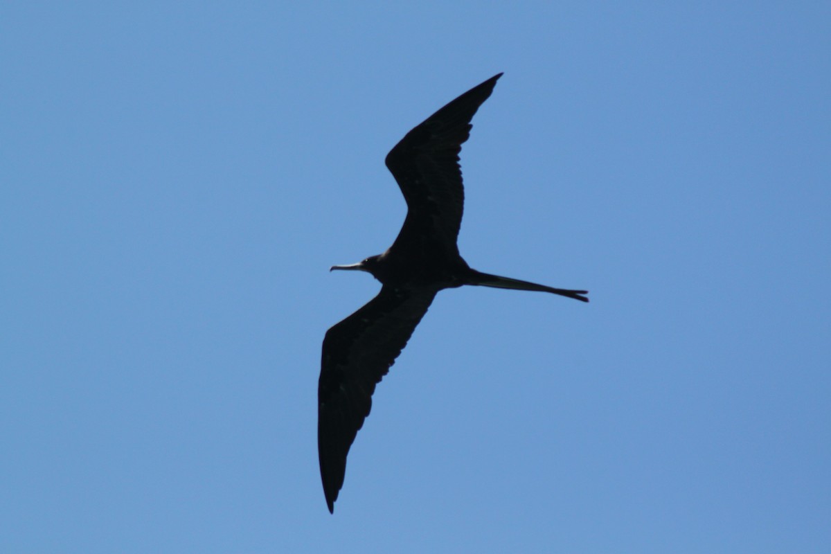 Frégate superbe - ML652557220