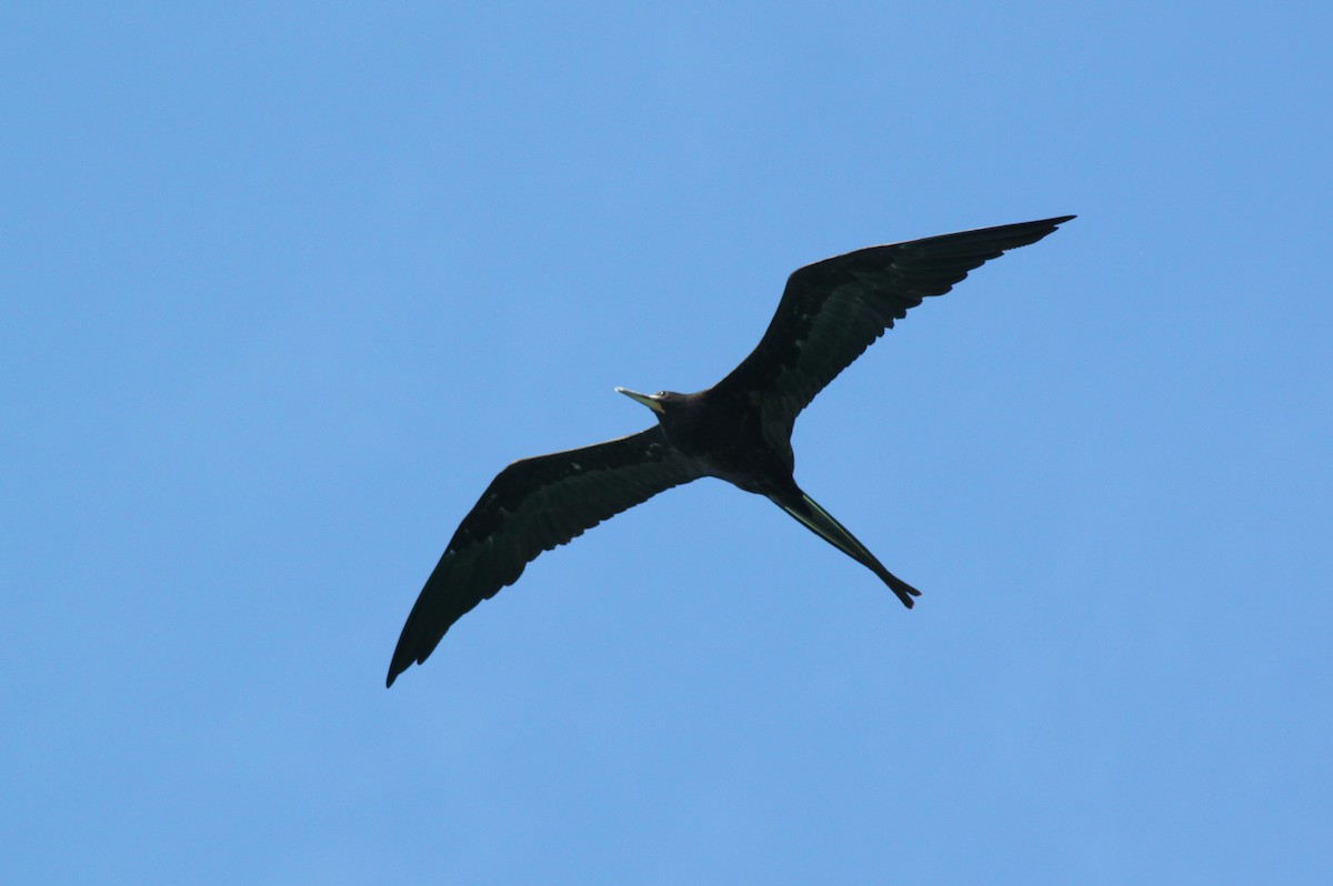 Frégate superbe - ML652557231