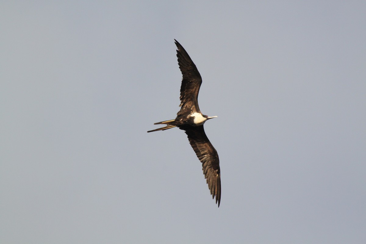 Frégate superbe - ML652557263