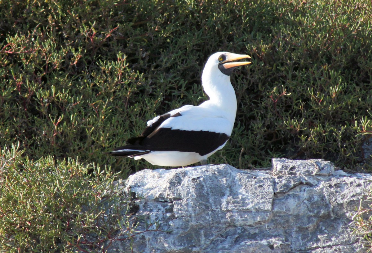 Fou de Grant - ML652557346