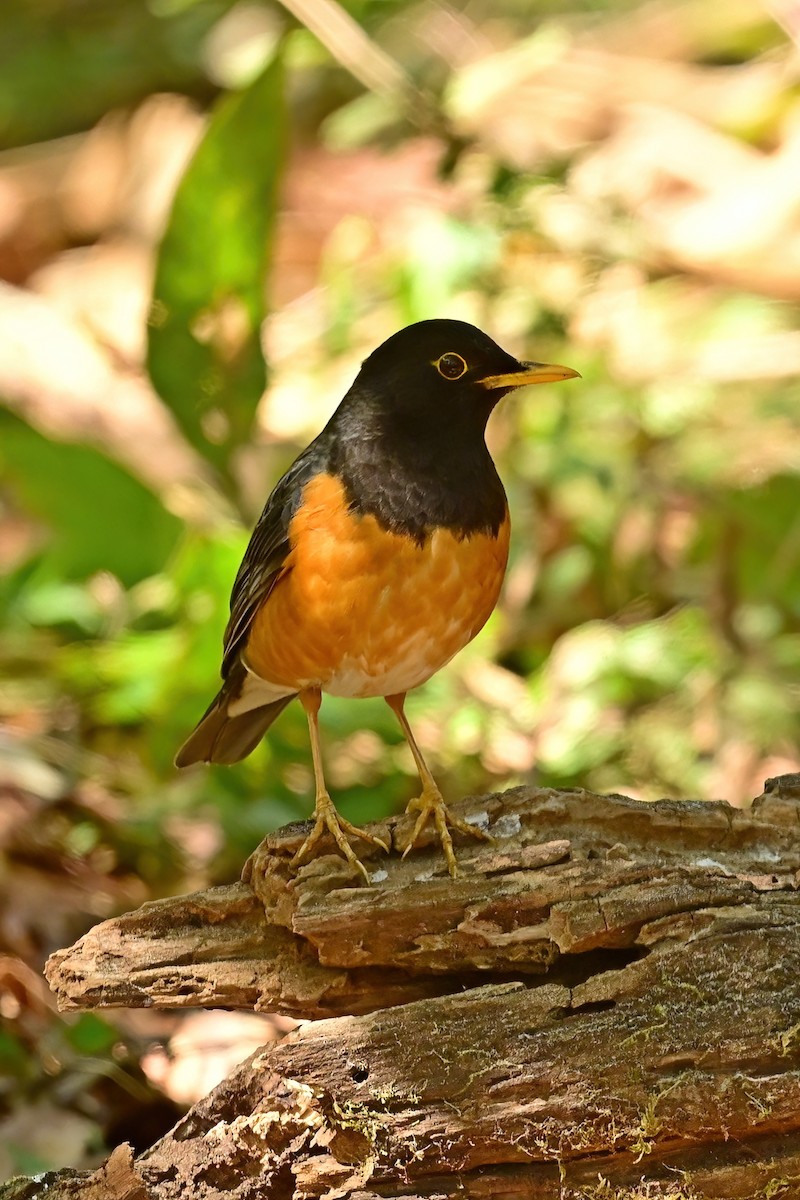 Black-breasted Thrush - ML652557407
