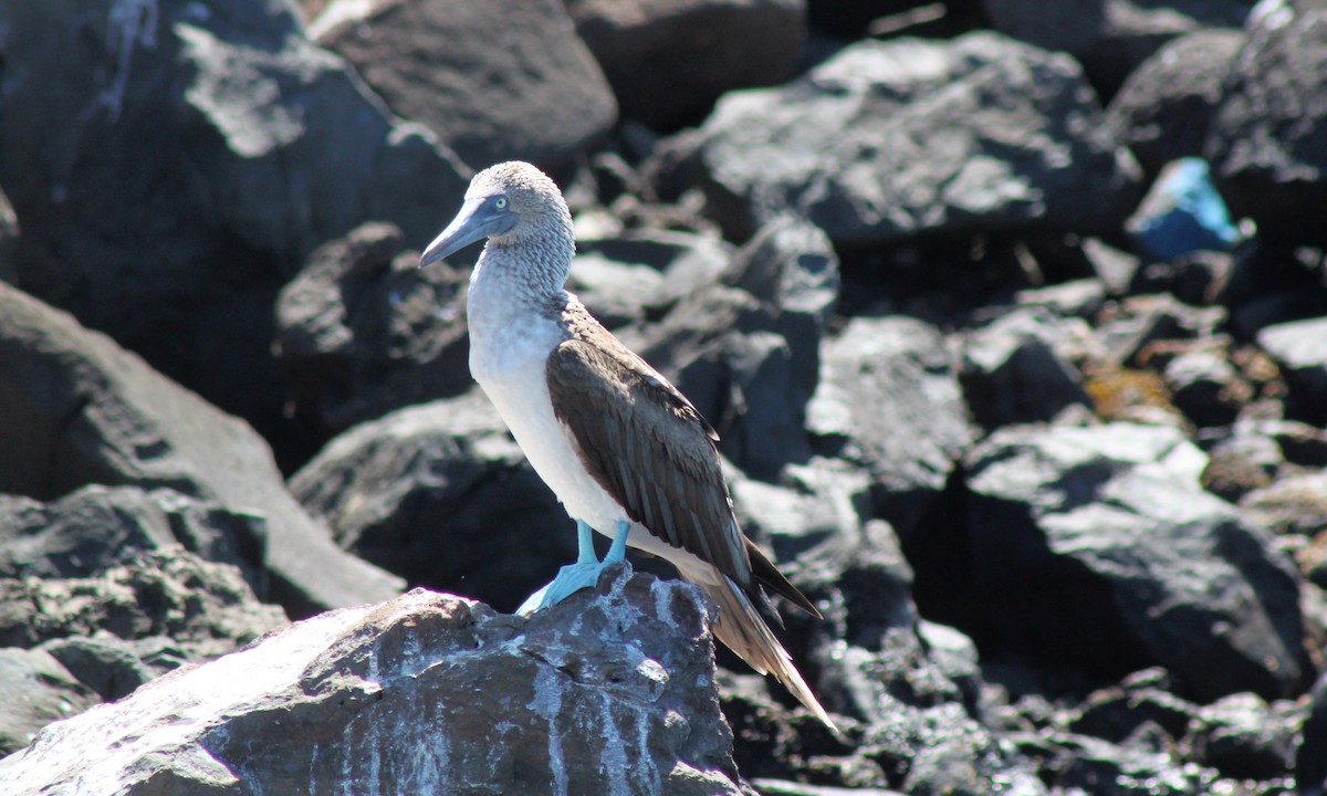 Fou à pieds bleus - ML652557434