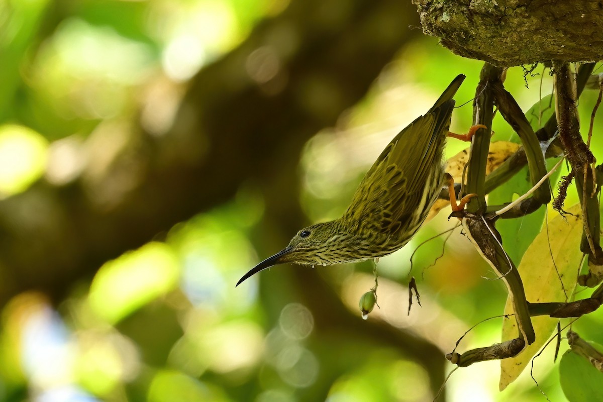 Streaked Spiderhunter - ML652557439