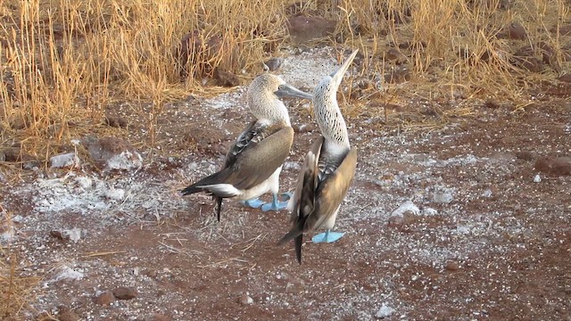 Fou à pieds bleus - ML652557455