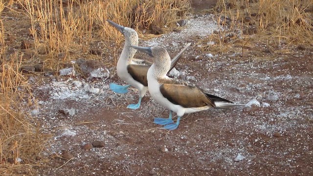 Fou à pieds bleus - ML652557493