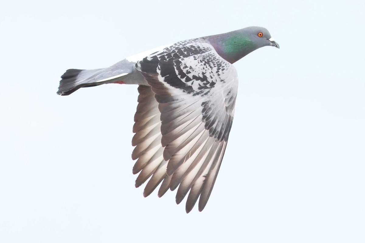 Rock Pigeon (Feral Pigeon) - ML652557566