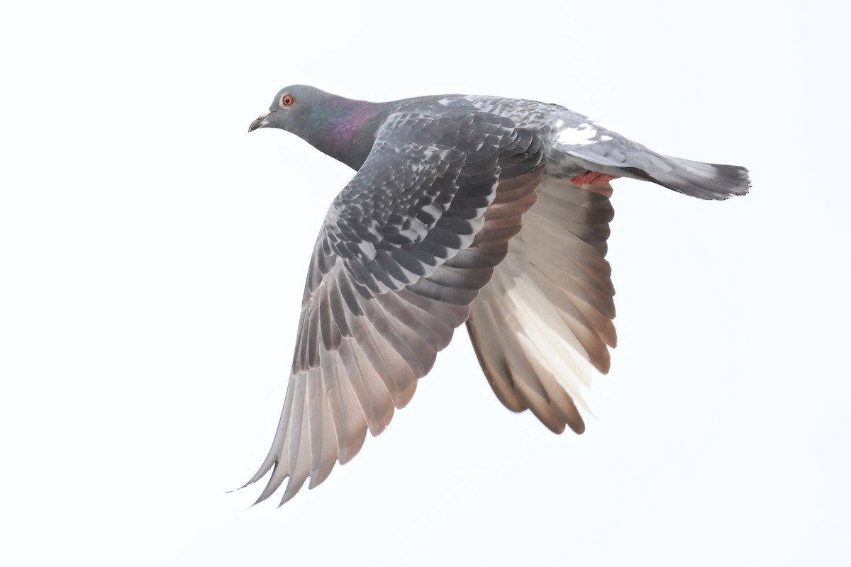 Rock Pigeon (Feral Pigeon) - ML652557567