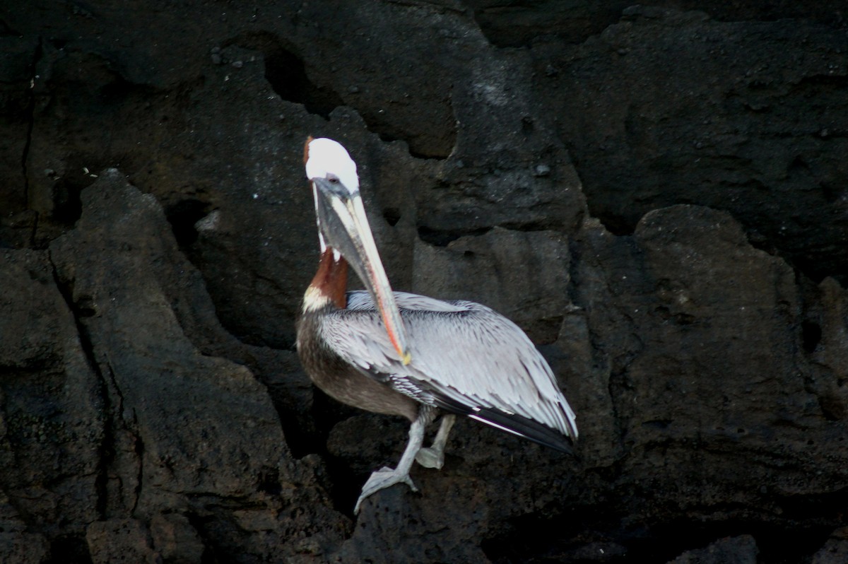 Pélican brun (urinator) - ML652557571