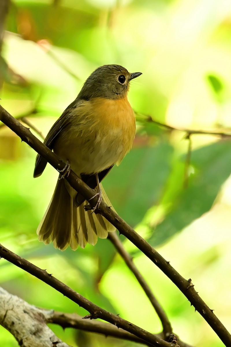 Hill Blue Flycatcher - ML652557642