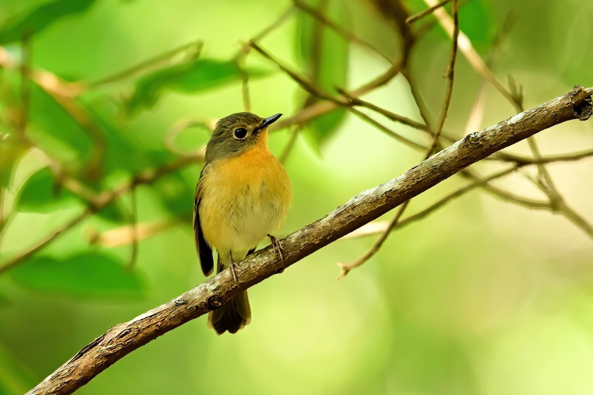 Hill Blue Flycatcher - ML652557643
