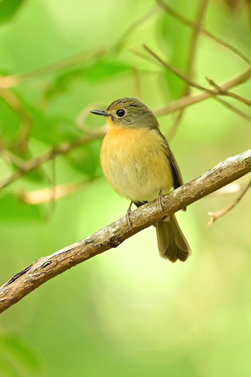 Hill Blue Flycatcher - ML652557644