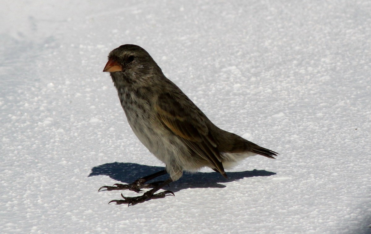 Géospize fuligineux - ML652557654