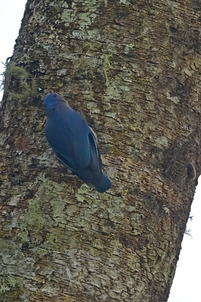 Velvet-fronted Nuthatch - ML652557655