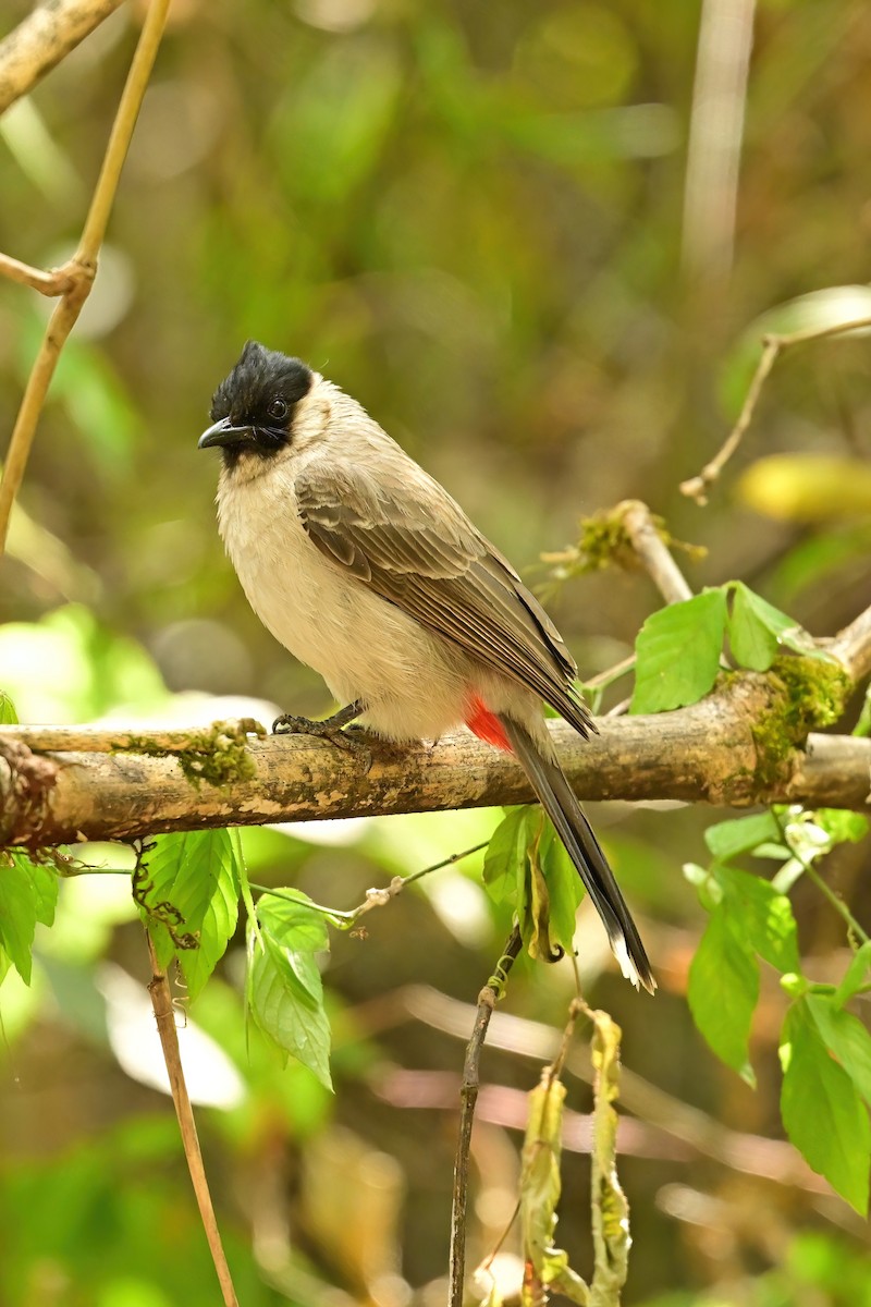 Sooty-headed Bulbul - ML652557710