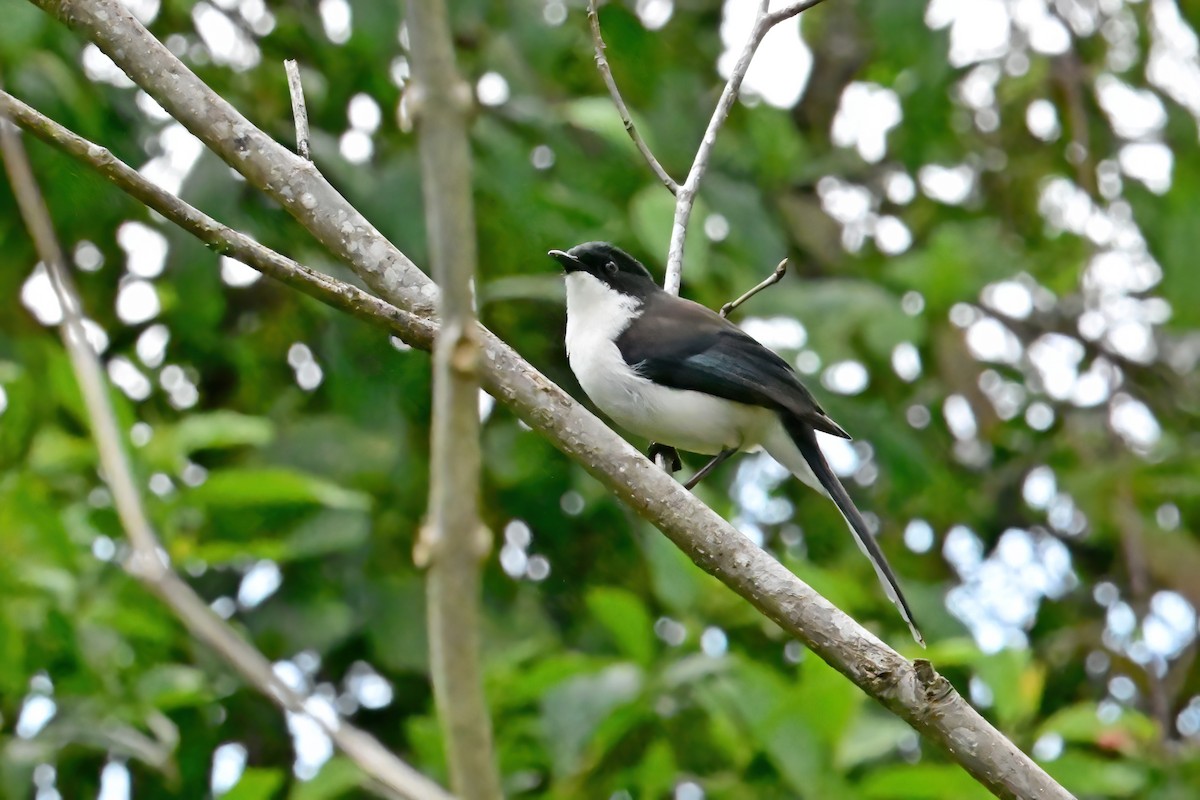 Black-backed Sibia - ML652557757