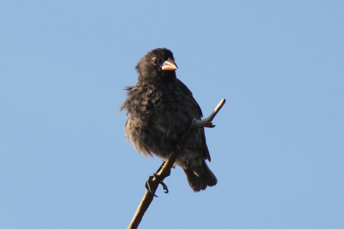 Géospize des cactus - ML652557760