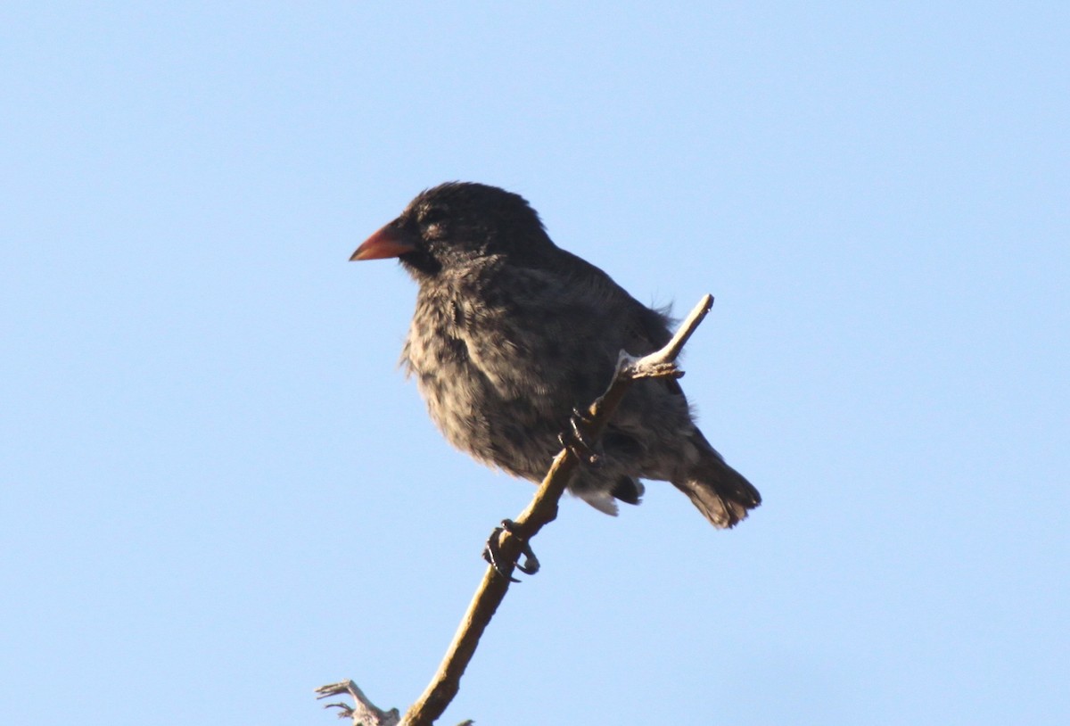 Géospize des cactus - ML652557824