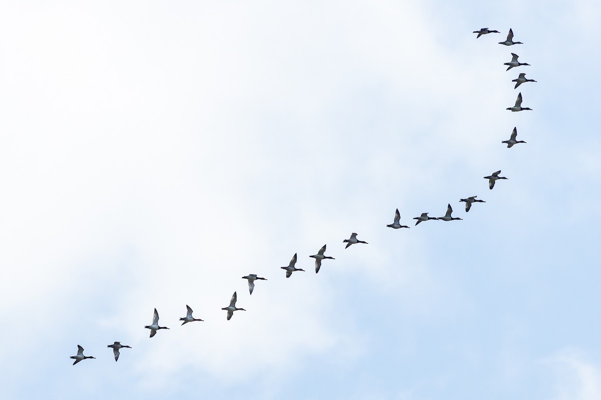 Murgilari bizkarzuria - ML652557890