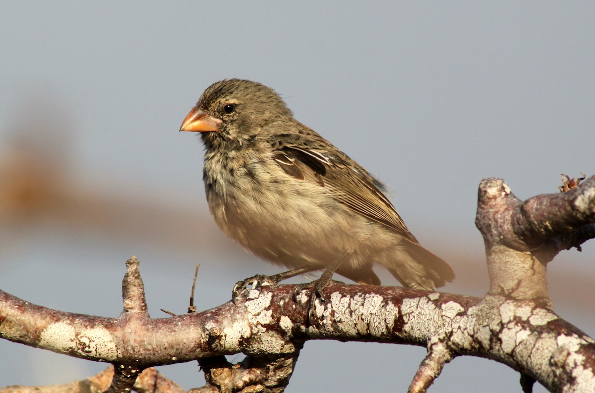 Géospize à bec moyen - ML652557922