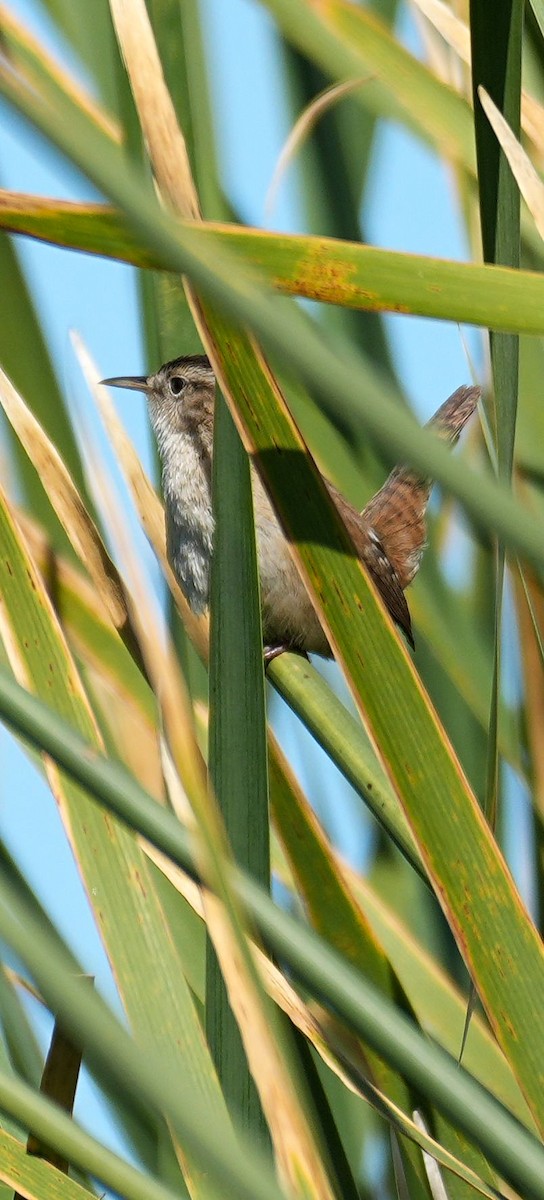 Bataklık Çıtkuşu - ML652557960