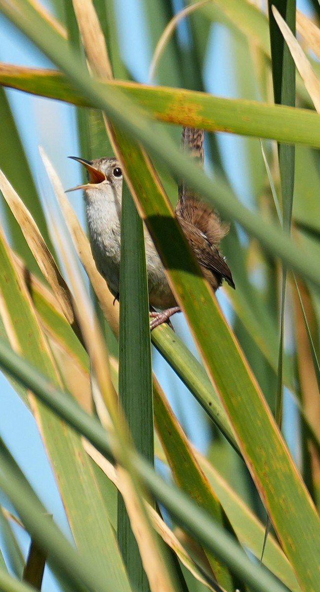 Bataklık Çıtkuşu - ML652557961