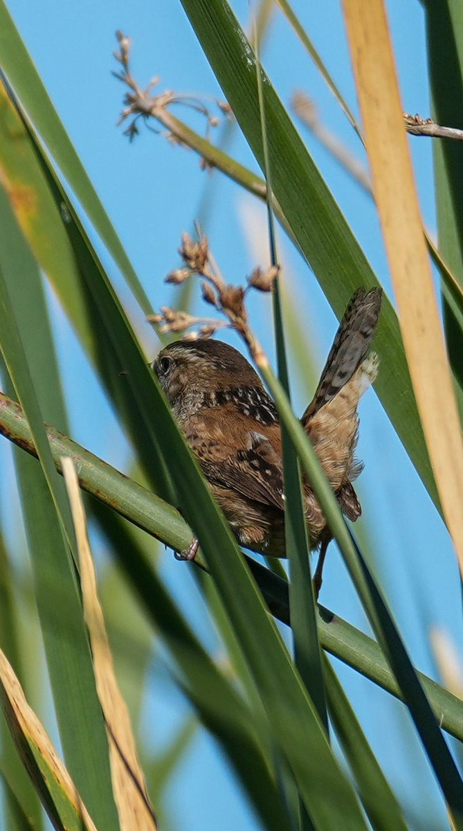 Bataklık Çıtkuşu - ML652557962