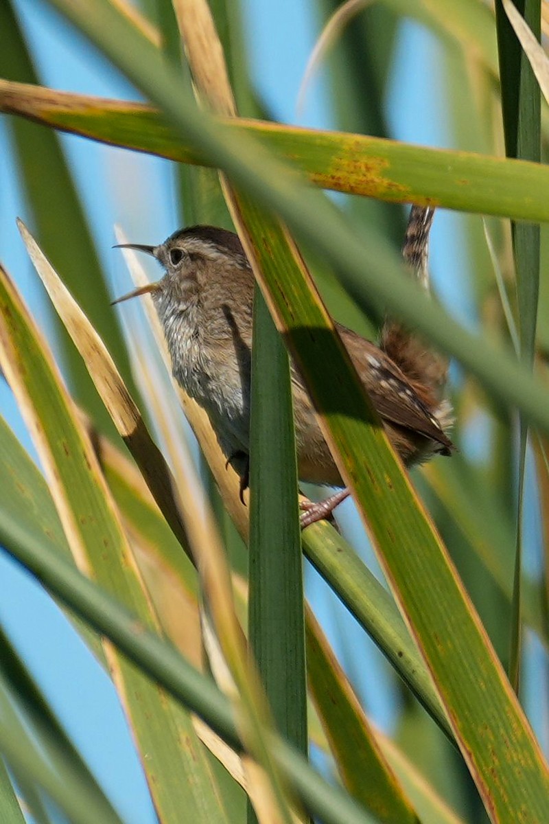 Bataklık Çıtkuşu - ML652557963