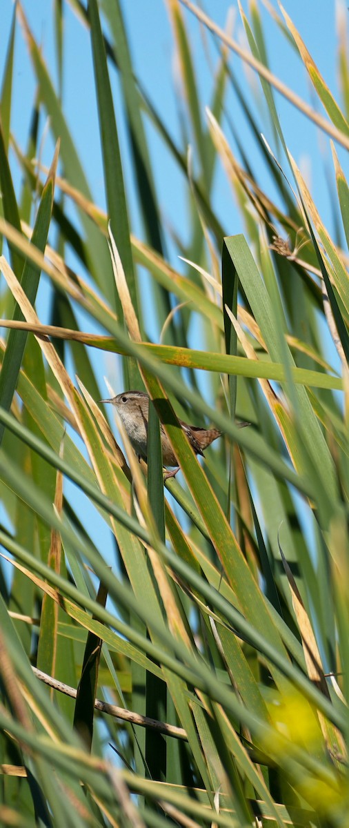 Bataklık Çıtkuşu - ML652557964