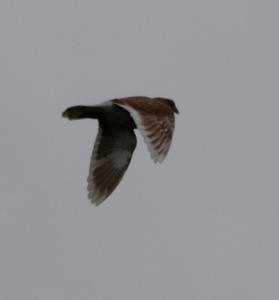 Rock Pigeon (Feral Pigeon) - ML652558301