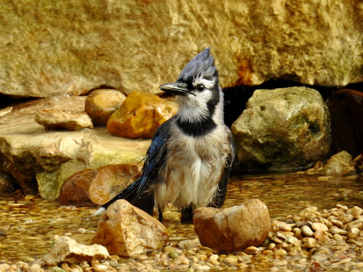 Blue Jay - ML652558338