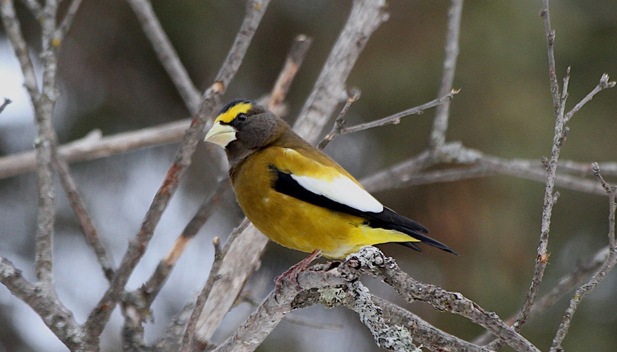 Picogordo Vespertino - ML652558438