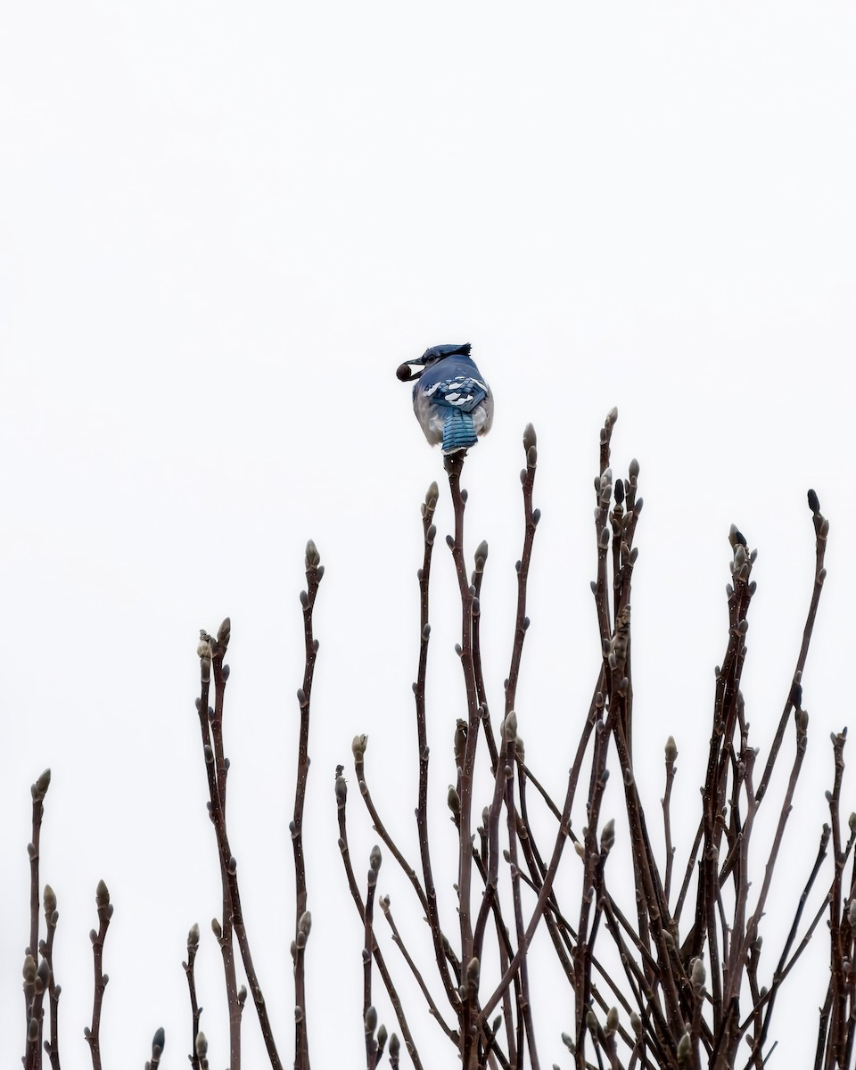 Blue Jay - ML652558517