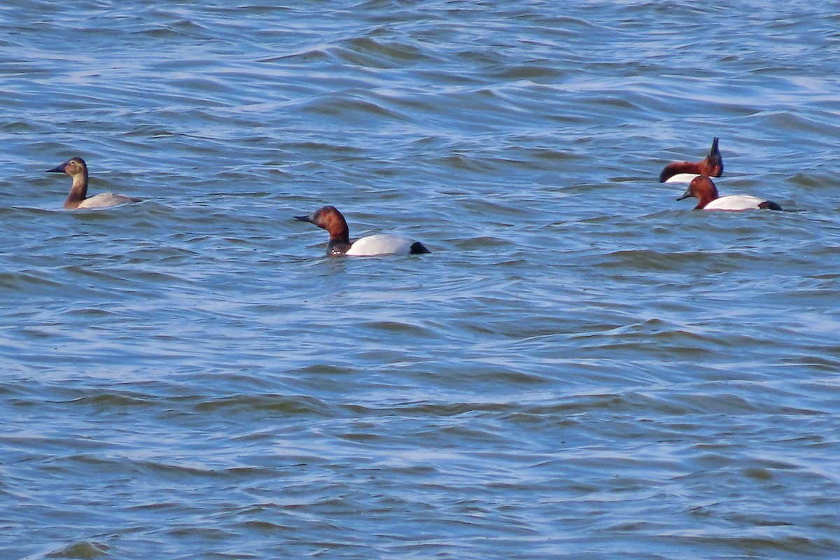 Murgilari bizkarzuria - ML652558569